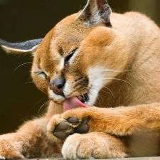 Caracal