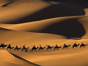 caravan, Desert, Camels