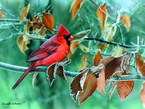 Bird, frozen, Leaves, cardinal
