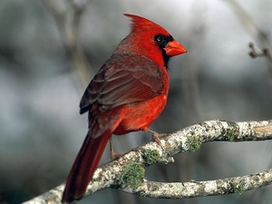 cardinal, Red, Bird