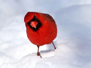 cardinal, snow