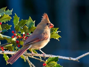 cardinal, twig