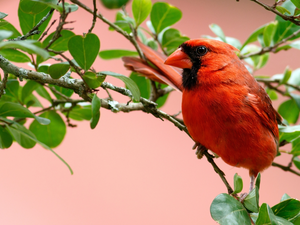 cardinal, Twigs