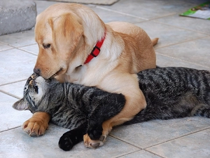 care, cat, dog