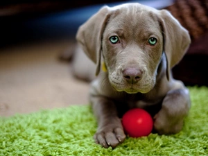 Ball Weimaraner, Puppy, carpet