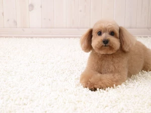 carpet, beige, poodle