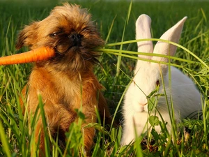 Rabbit, Puppy, grass, carrot