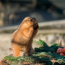 carrot, whistler, Twigs