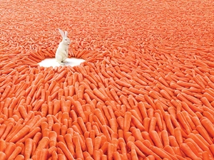 carrots, White, Rabbit