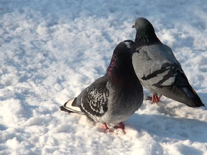 Two cars, an, snow, Deep