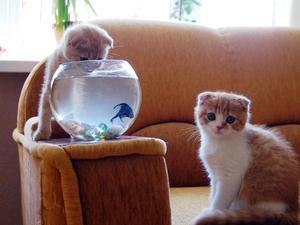 Two cars, aquarium, fishes, puss