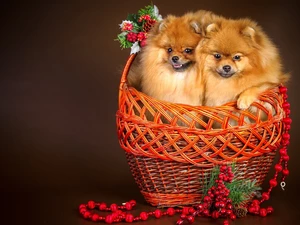 Two cars, basket, beads, Spitz
