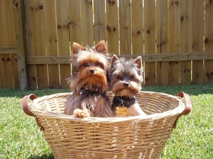 Two cars, basket, Fance, Yorki