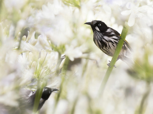 Flowers, Agapanthus, birds, New Holland honeyeater, Two cars