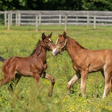 pasture, fence, Two cars, foals, bloodstock