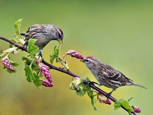 Two cars, Blossoming, twig, Sparrows