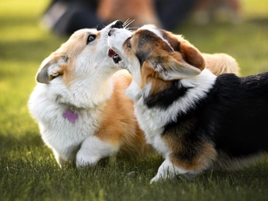 Welsh corgi cardigan, grass, Dogs, play, Two cars