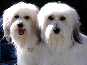 Two cars, Coton de Tulear