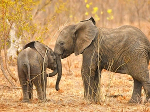 Baby Elephant, Two cars, little doggies