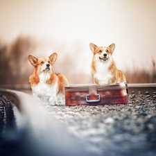 case, ##, Dogs, Welsh corgi pembroke, Two cars