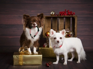 gifts, baubles, Dogs, Long-haired Chihuahua, Two cars