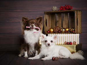 baubles, Christmas, Dogs, Long-haired Chihuahua, Two cars