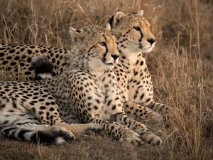 Two cars, dry, grass, Cheetah