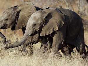Two cars, Elephants, grass, young