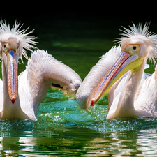 Two cars, Erect, feather, pelicans