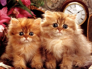 Two cars, Flowers, clocks, puss