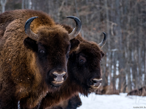 Two cars, forest, snow, Bisons