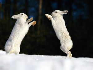 Two cars, hare, snow, White