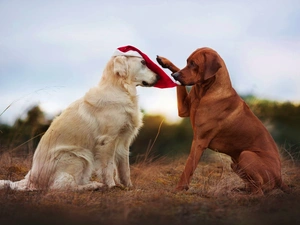 Rhodesian ridgeback, Hat, Dogs, Golden Retriever, Two cars