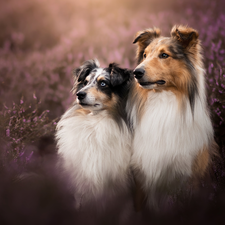 Collie rough, heathers, Dogs, shetland Sheepdog, Two cars