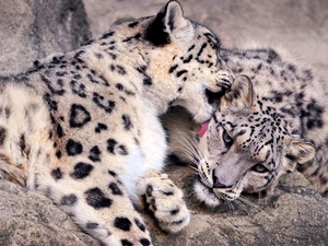 Two cars, Irbisy, Rocks, snow