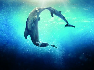 Two cars, kiss, sea, dolphins