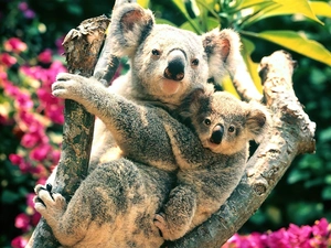 Two cars, Koala, trees, bear