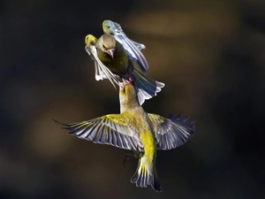 Two cars, linnet, Greenfinches, birds