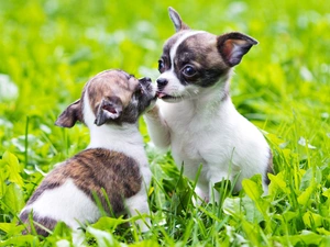 Two cars, puppies, grass, Chihuahua