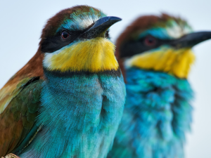 bee-eater, rapprochement, birds, Bee-eaters, Two cars