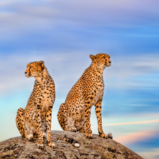 Two cars, Rocks, Sky, Cheetah