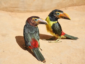 Two cars, Sand, colors, Toucan