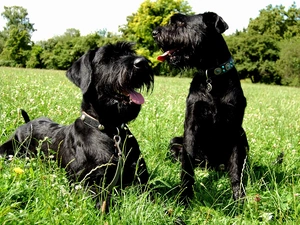 Two cars, Schnauzers, Meadow, puppies
