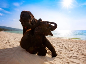 Two cars, sea, Beaches, Elephants