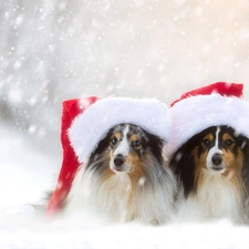 Dogs, snow, caps, Two cars, winter, Shetland Sheepdogs, Nicholas