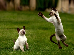 Two cars, Siamese, play, puss