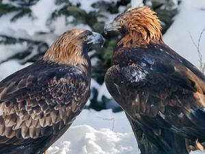branch pics, snow, birds, Golden Eagles, Two cars