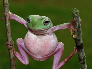 Sticks, frog, Two cars