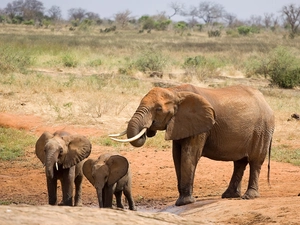 land, grass, Two cars, little doggies, Elephant