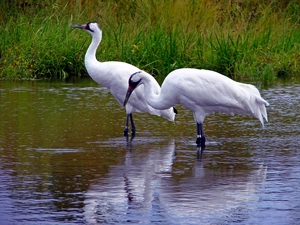Two cars, water, grass, cranes